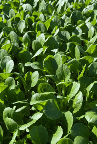 leafy greens hero