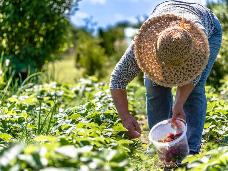 CRISPR Can Speed Up Nature – And Change How We Grow Food