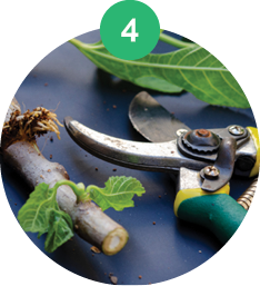 Seed/
Propagation